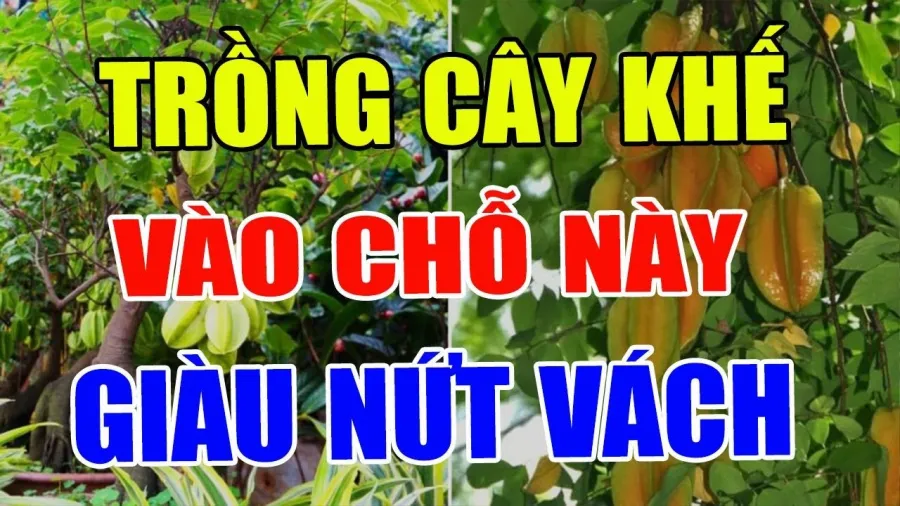 Có nên trồng cây khế trước nhà