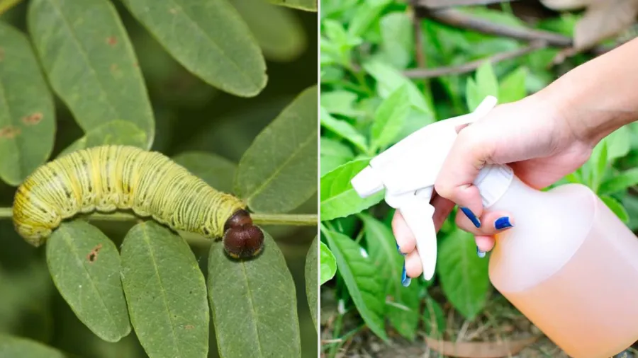 Nhiều loại nguyên liệu tự nhiên có tác dụng trừ sâu bọ rất tốt.