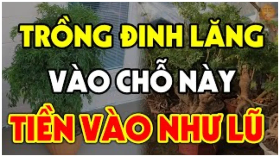 Nên trồng đinh lăng chỗ nào để hút tài lộc