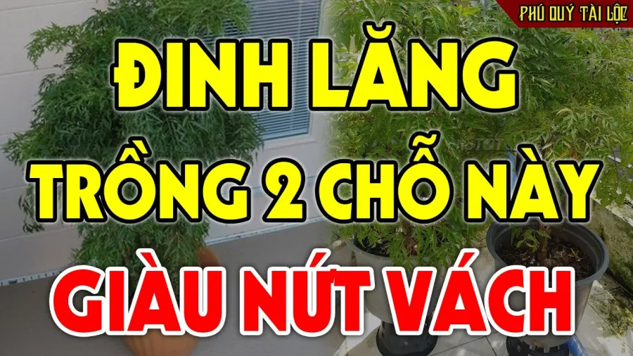 Vị trí trồng đinh lăng hút tiền tài