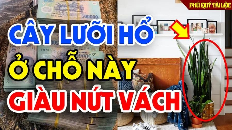 Trồng cây lưỡi hổ