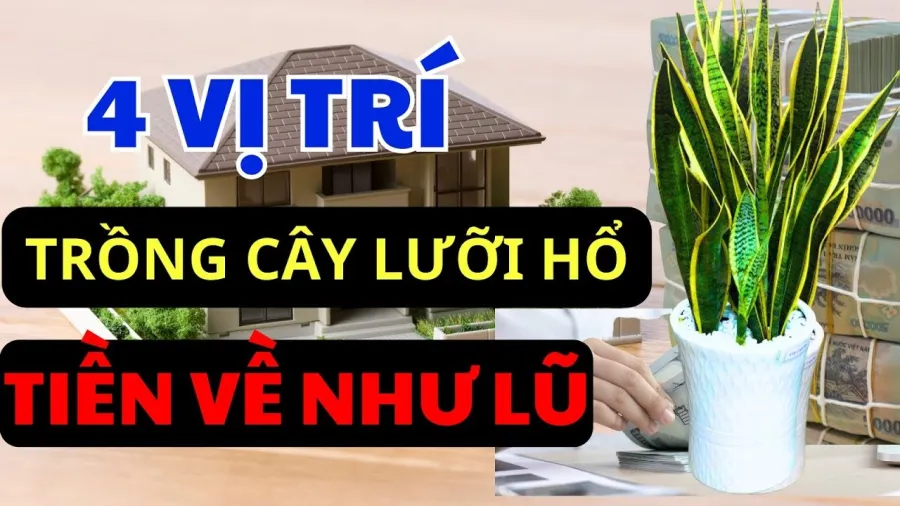 Phong thủy cây lưỡi hổ