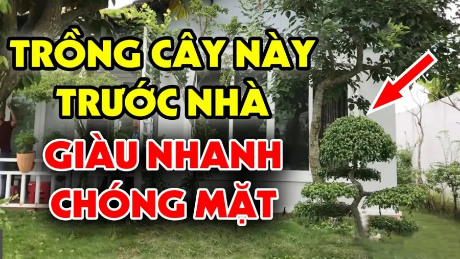 Cây trồng hút tài lộc