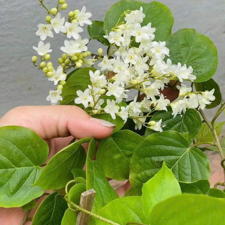 Đinh hương Nhật Bản là loại dây leo có tuổi thọ lâu năm, chiều dài của nó thường dao động từ 2 đến 3 mét