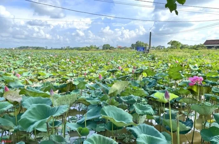 Cánh đồng sen quê Bác