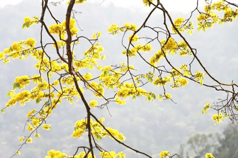 Trong văn hóa phong thủy, cây mơ mai (Prunus mume) không chỉ là một loại cây cảnh mà còn mang trong nó những ý nghĩa phong phú liên quan đến sự thịnh vượng và an lành