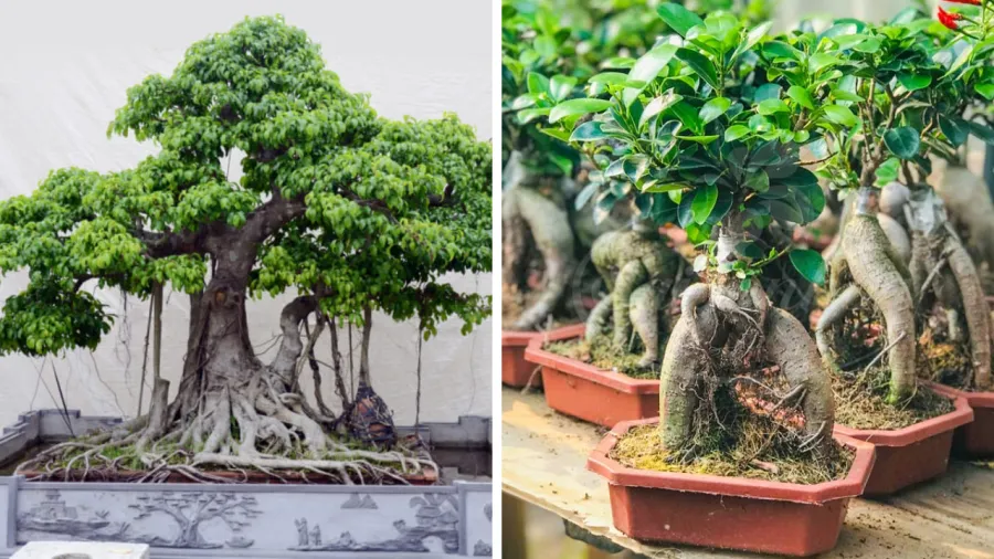 Các cây si bonsai có kích thước nhỏ sẽ phù hợp với mục đich trồng làm cảnh trong nhà.