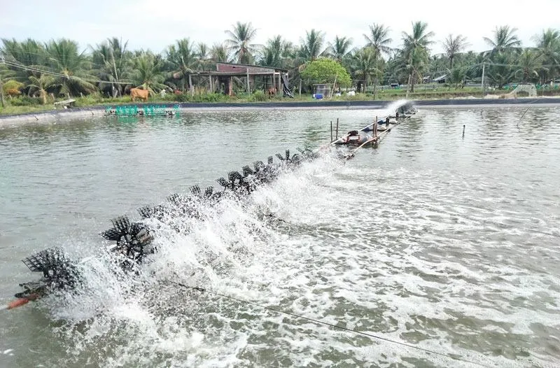 Ông Sáu Hừng và vợ đã khai phá hơn 5 hecta đất ven rừng để nuôi tôm sú tự nhiên