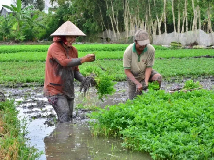 Cây cần nước thuộc nhóm cây ưa ẩm, nó thích hợp trồng ở ruộng có nước, ao hồ hoặc những nơi có nước, có độ ẩm cao.