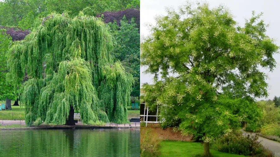 Cây liễu (bên trái) và cây hòe được coi là cây có tính âm, không thích hợp để trồng trong nhà.