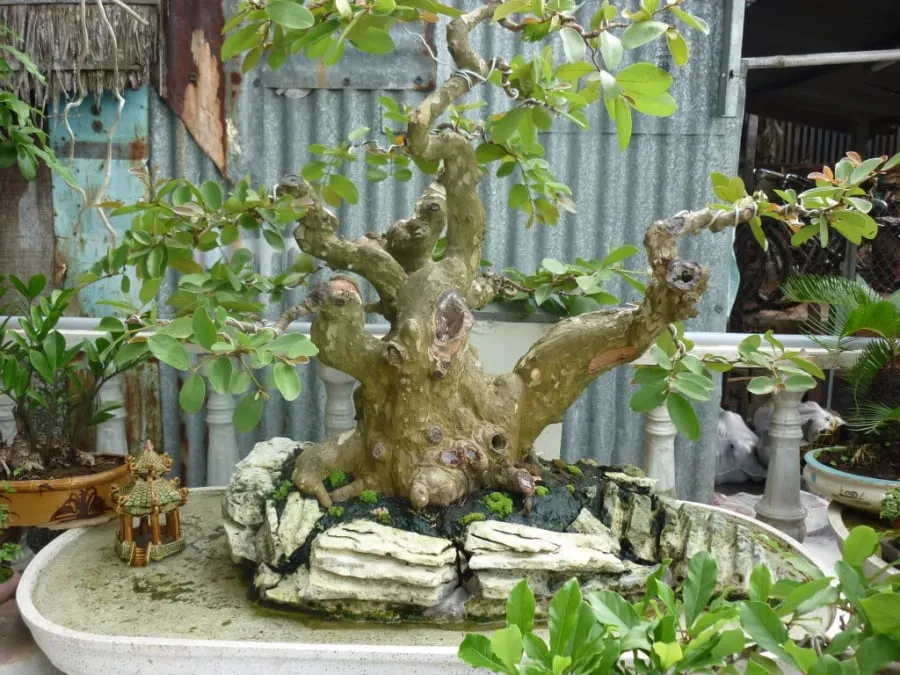 Cây ổi bonsai mini có giá từ 300.000 đến 1 triệu đồng, trong khi những cây lớn có thể có mức giá từ vài triệu đồng trở lên