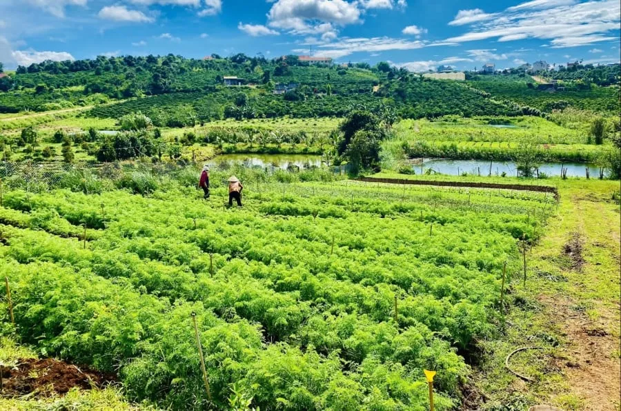 Vợ chồng anh quyết định vay vốn để mua 3ha đất, bắt đầu trồng rau, cà phê, và chăn nuôi, tiếp tục theo đuổi ước mơ nông nghiệp của mình