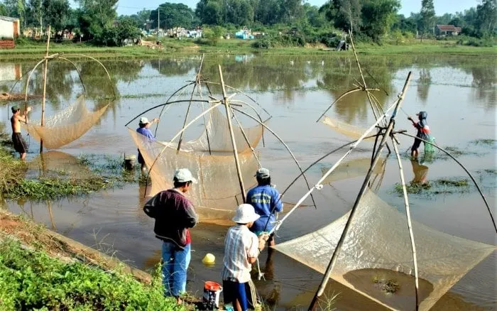 Kéo tủ (tựa như kéo vó) bắt cá rầm mùa lụt ở các cùng quê dọc theo các dòng sông ở đất Quảng Nam. (Ảnh: Tiên Sa)