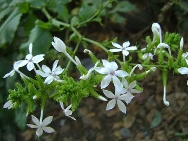 Chỉ cần nghe tên, mọi người đã hình dung được hoa này với màu trắng thanh khiết và hình dáng nhỏ xinh, dễ thương ngay từ cái nhìn đầu tiên.