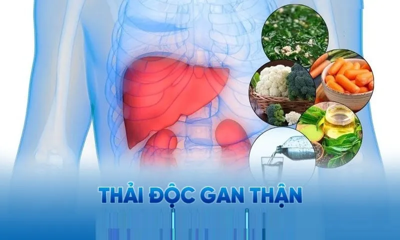 Gan thận khỏe mạnh