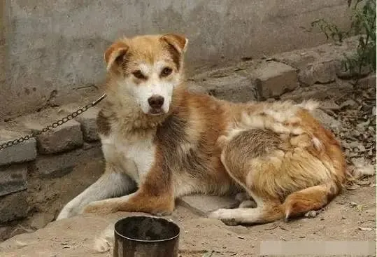 Cũng tương tự như việc nuôi chó, nếu bạn chăm sóc quá tốt và cho chúng ăn uống đầy đủ, chúng sẽ đánh mất bản năng và chức năng của mình.