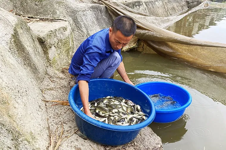 Doanh thu hàng năm từ việc bán cá giống đạt 1 tỷ đồng, sau khi trừ chi phí, anh thu về hơn 500 triệu đồng