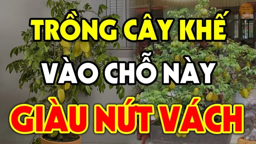 Trồng khế 2 vị trí này hút tài lộc vào nhà