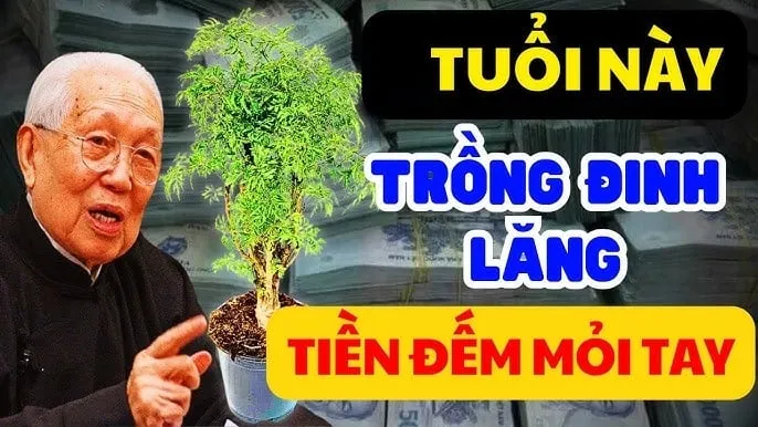 Người mệnh này hợp trồng cây đinh lăng, có 1 cây trong nhà tiền tài đua nhau đến