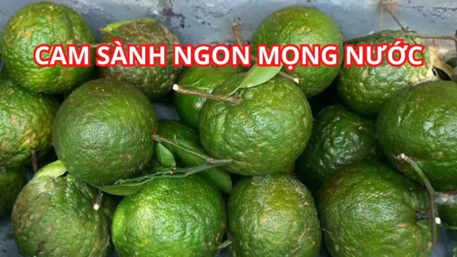 Cam sành ngon là quả tròn đều