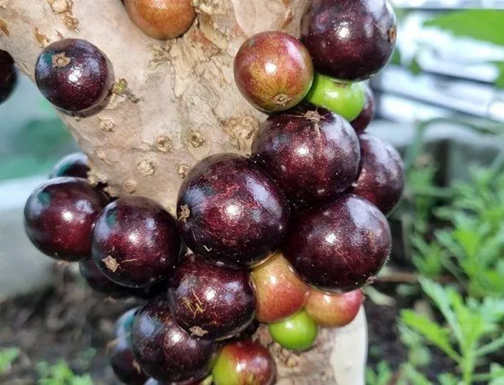 Cây nho thân gỗ là một loại cây thân gỗ khá độc đáo, có ngoại hình tương tự như cây ổi, nhưng lá của nó lớn hơn, mang hình dạng gần giống với lá chè