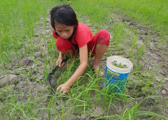 Trẻ con đi hái rau đắng trên cánh đồng ở Tây Ninh