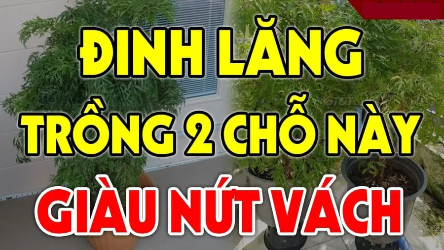 Vị trí trồng đinh lăng hút tài lộc