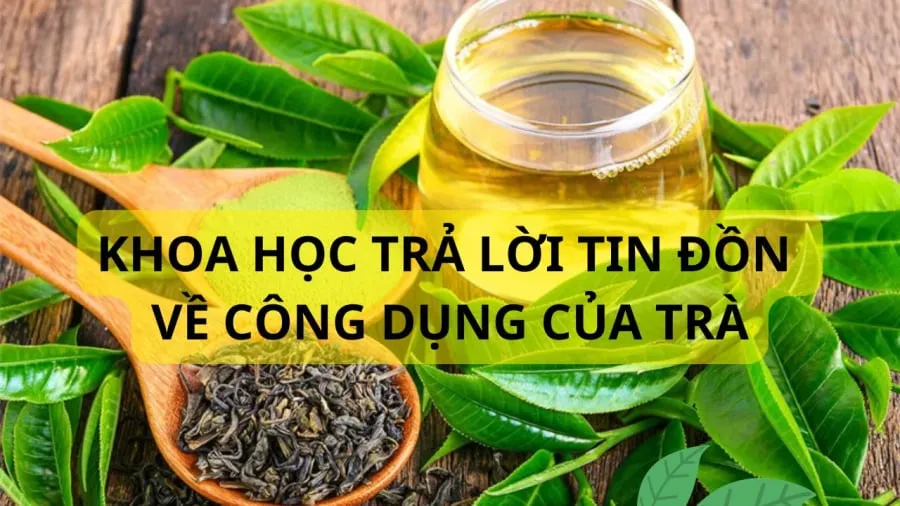 Nhiều nghiên cứu liên quan tới công dụng của nước trà