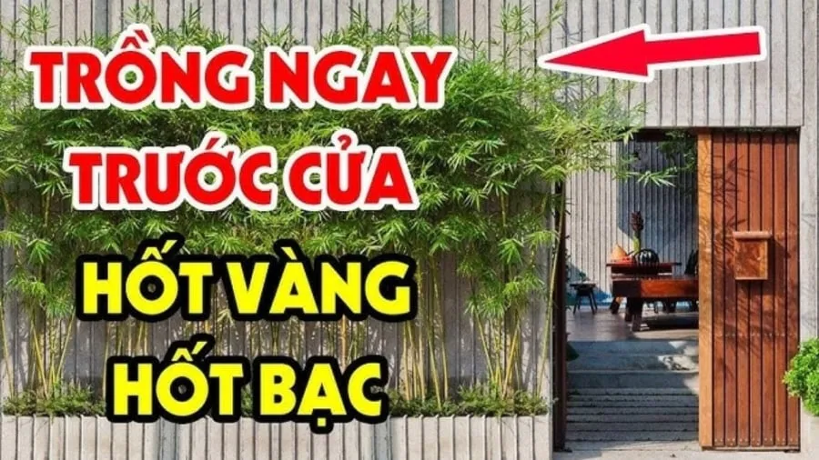 Một số loại cây tốt cho phong thủy gia đình