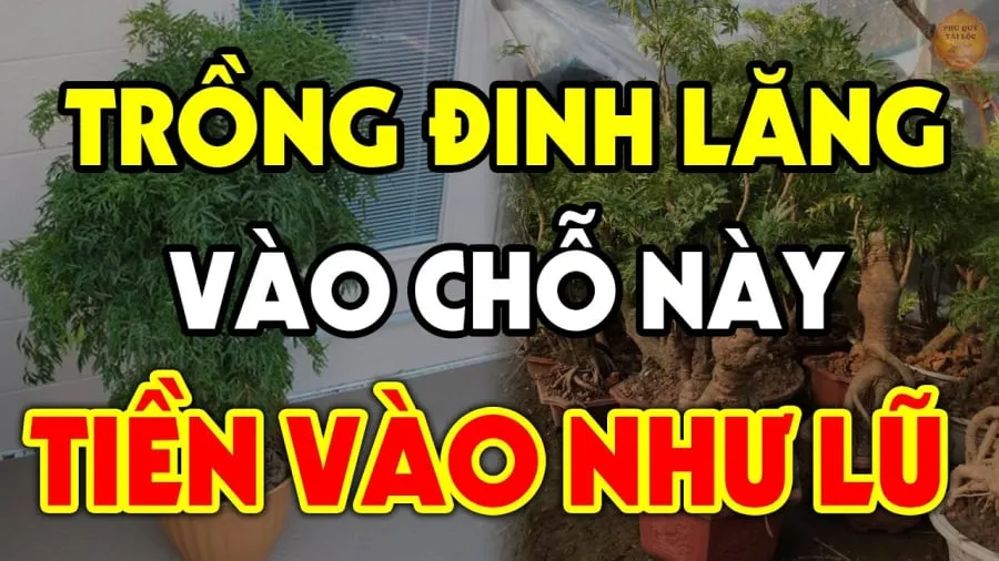 Vị trí trồng cây đinh lăng tốt cho phong thủy