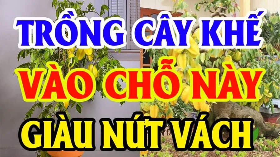 Vị trí trồng khế hút tài lộc