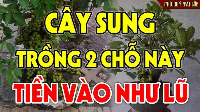 Cây sung rất hợp với những người tuổi Dần, Thìn, Tỵ và Mùi