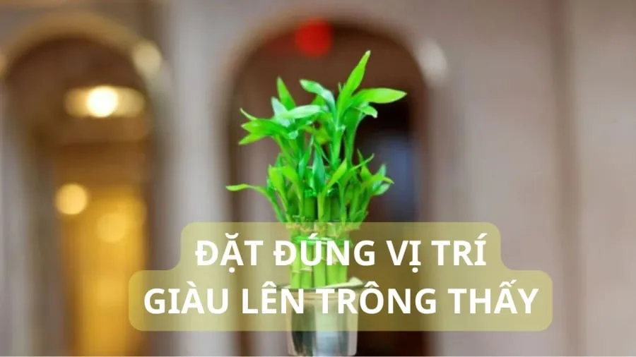 Trúc phú quý là cây cảnh phong thủy tốt lành