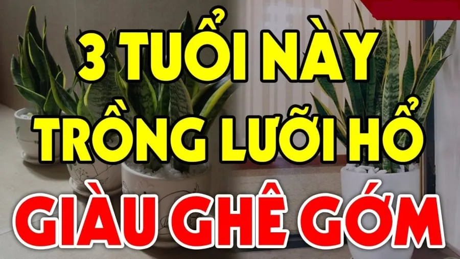 Trường hợp nào trồng cây lưỡi hổ hút lộc