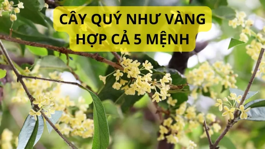 Cây mộc hương nhiều giá trị