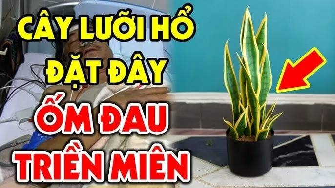 Vị trí không nên đặt cây lưỡi hổ