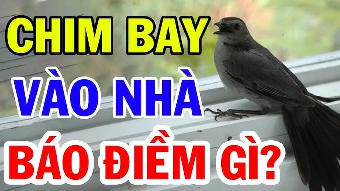 Chim vào nhà có phải điềm báo may mắn