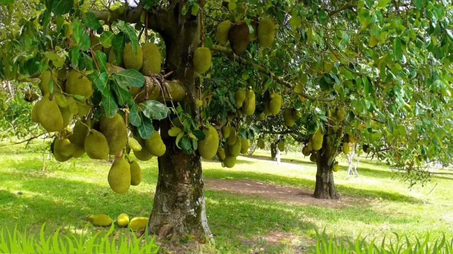 Ngày nay cây mít cũng ít được trồng lẻ tẻ trước nhà chủ yếu trồng ở vườn để làm kinh tế