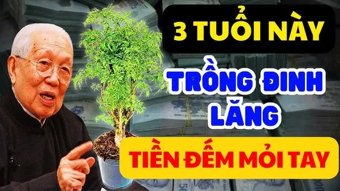 Trồng đinh lăng ở vị trí này hút lộc