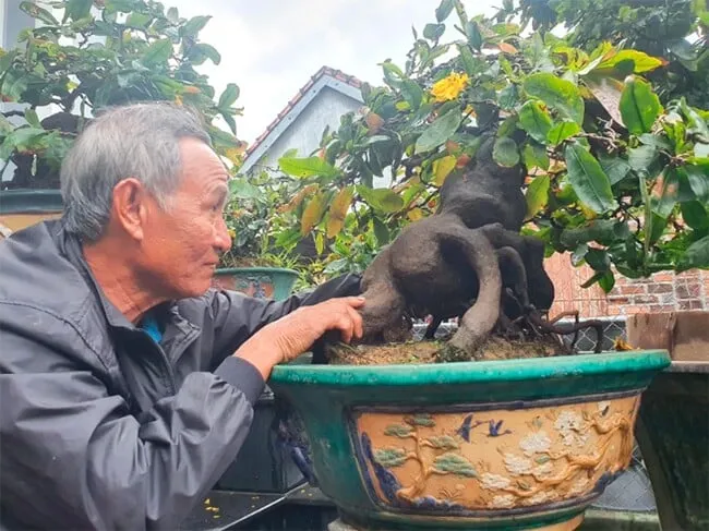 Trong vườn nhà ông Phẩm có hàng trăm chậu mai vàng, mỗi cây đều có giá trị cao, từ vài triệu đến hàng trăm triệu đồng