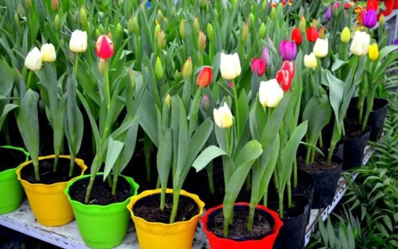 Tulip là loại hoa có nhiều ý nghĩa khác nhau tùy thuộc vào màu sắc, có nguồn gốc từ Nepal. 