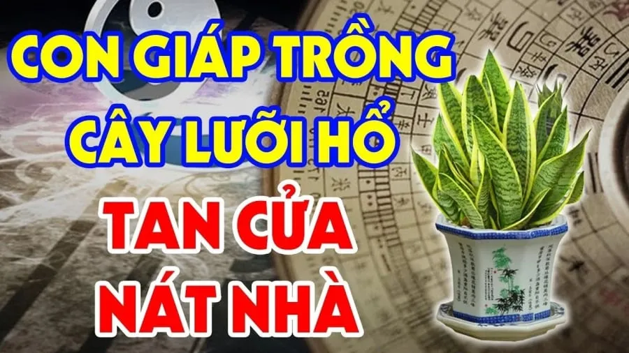 Trồng cây lưỡi hổ: 3 người rất hợp mệnh hút Tiền -Tài, 2 tuổi rất kị lộc lá tiêu tán