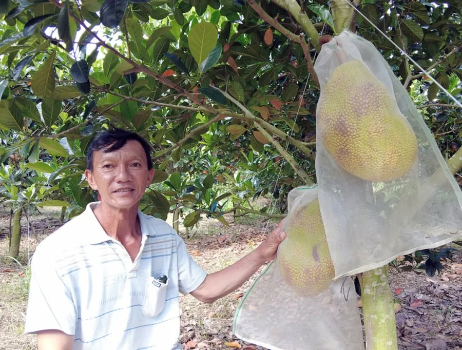 Người nông dân làm giàu từ cây mít