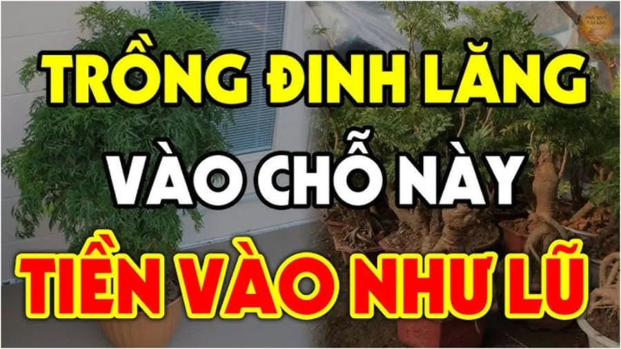 Vị trí trồng đinh lăng hút tiền tài