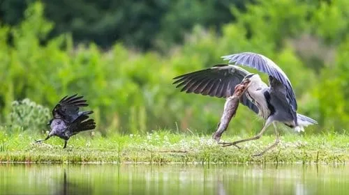 Bầy quạ tinh ranh “đánh hội đồng” cướp cá trong miệng diệc trắng