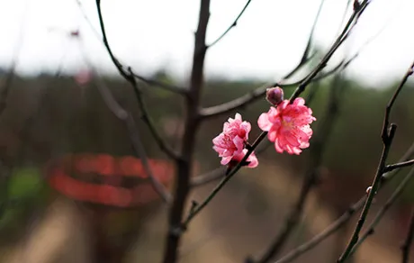 Cận cảnh Đào lũa Tết độc đáo chỉ cho thuê, “quyết” không bán