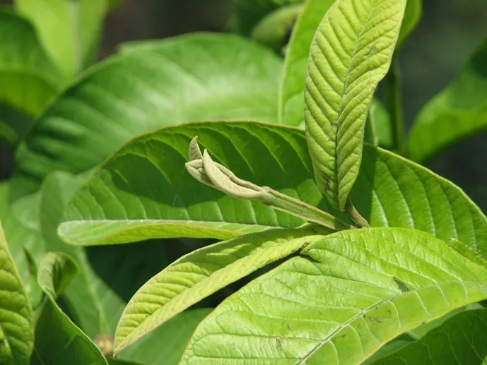 Bị những bệnh này chỉ cần dùng lá ổi là khỏi