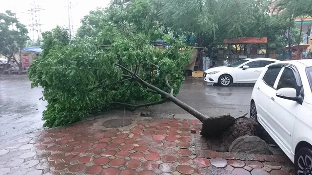 Điểm tin ngày 28/7: Bão số 1 đổ bộ, Hà Nội cây cối đổ la liệt