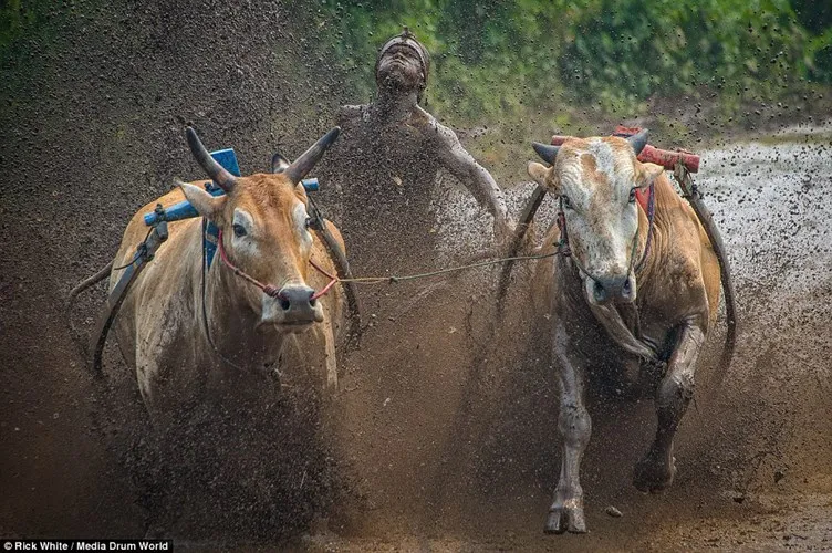 Mô tả ảnh.