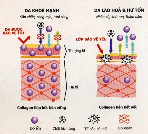 bổ sung collagen